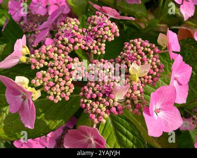 Buisson d'hortensia, également connu sous le nom Hortensia, détail de buisson avec des fleurs roses cultivées dans un sol alcalin Banque D'Images