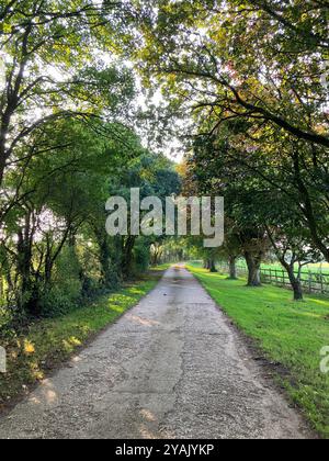 Vide, rétro-éclairé voie rurale étroite bordée d'arbres à la fin de l'été, Somerset, Royaume-Uni Banque D'Images