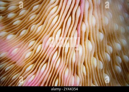 Détail d'un corail champignon, Fungia sp., poussant sur un récif corallien sain en Indonésie. Ces beaux coraux ne fusionnent pas dans la structure du récif. Banque D'Images