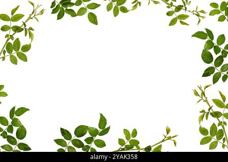 Cadre botanique de jeunes feuilles et pousses de rose musquée isolées sur blanc. Branches et feuilles vertes naturelles, fond de superposition. Banque D'Images