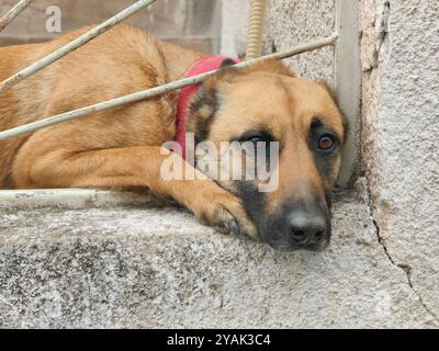 Malinois belges attendant Cuddles à la porte Banque D'Images