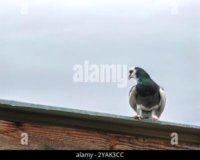 Rock Pigeon : Portrait d'une espèce de colombe sur une cabane de toit, fond de ciel de jour Banque D'Images