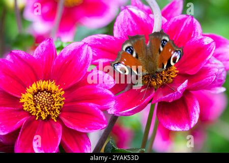 Dahlia König Artus fleur de dahlia papillon paon Inachis io Aglais io Banque D'Images