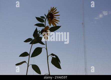 Tournesols sur un ciel bleu clair - Van Gogh tournesol Banque D'Images