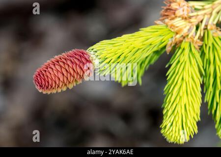 Picea abies 'Catherines Golden Heari' Picea Cone en gros plan épinette de Norvège Cone épinette européenne Banque D'Images