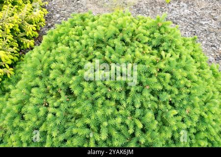 Épinette de Norvège Picea abies 'Gregoryana' nain sphérique compact Banque D'Images