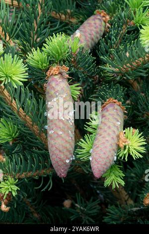 Cônes d'épinette de Norvège Picea abies 'Lombartsii' Banque D'Images