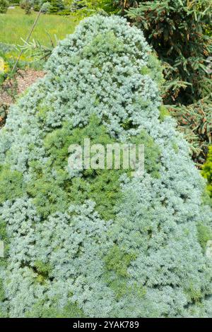 Picea glauca var. Albertiana 'Arneson's Blue Variegated' épinette d'Alberta Banque D'Images