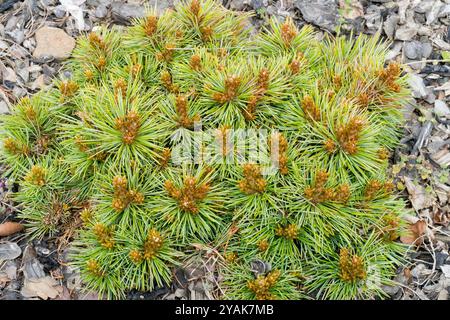 Pinus koraiensis 'Gee Broom' cultivar nain sphérique compressé Banque D'Images