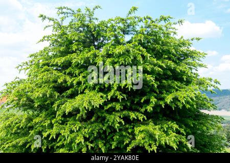 Cèdre du Liban arbre Cedrus libani 'Compacta Gem' Banque D'Images