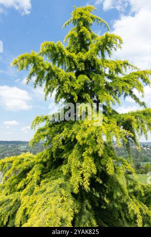 Arbre à cèdres Deodar de l'Himalaya Cedrus deodara 'Aurea' Banque D'Images