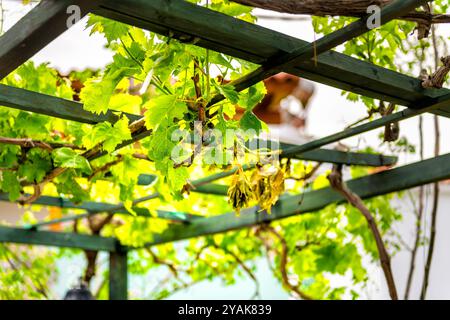 Vigne de plante de raisin sur treillis gazebo pergola par maison patio jardin porche en été sur l'île grecque d'Ikaria, Grèce Banque D'Images