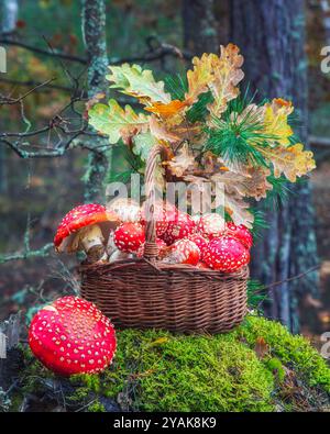 Le panier de champignons dans la forêt Banque D'Images