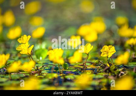 Nymphoides peltata frangé nénuphar fleurs jaunes macro gros plan vue au niveau de la surface du sol de l'étang d'eau dans le jardin rural de la campagne de Virginie Banque D'Images