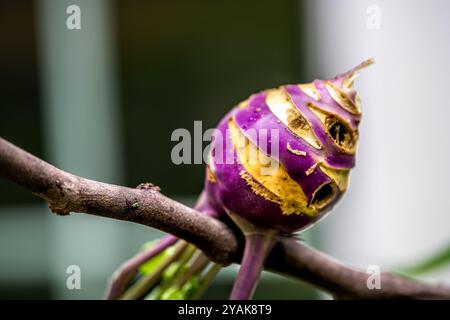 Macro gros plan de plante d'héritage de chou violet chou-rave avec racine de maladie mangée par des limaces nuisibles montrant des trous dans le jardin Banque D'Images