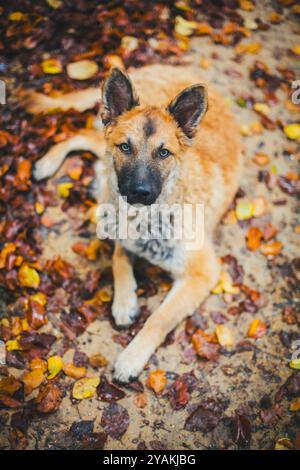 Ancien chien de berger allemand (Westerwälder Kuhhhhhund) Banque D'Images