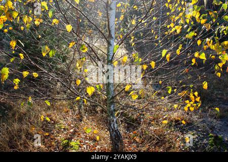 Un jeune bouleau aux feuilles jaunes illuminées par le soleil. Forêt d'automne. Paysage d'automne. Banque D'Images