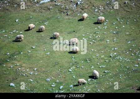 Moutons qui paissent paisiblement sur une prairie verte Banque D'Images