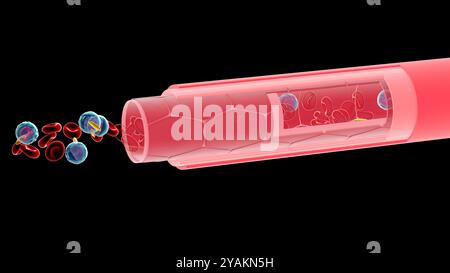 Illustration 3D de la section d'une artère ou d'une veine avec un mouvement qui l'agrandit et montre l'intérieur. Avec la circulation des composants sanguins. Banque D'Images