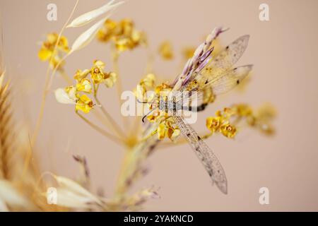 Une libellule repose sur une tige de fleur séchée Banque D'Images