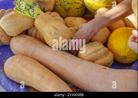 Dans un marché fermier animé, les mains sélectionnent soigneusement parmi une gamme de courges et de melons magnifiquement agencés, mettant en valeur la récolte de la nature dans la WA Banque D'Images