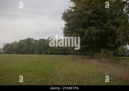 Henge du Nord dans les arbres Banque D'Images