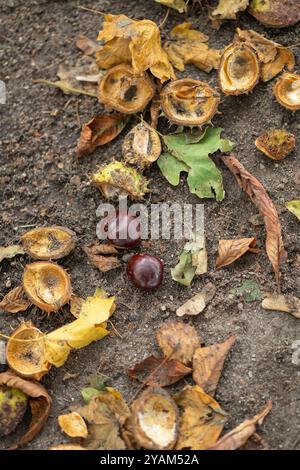 Châtaignes d'automne et feuilles tombées sur le sol dans un parc pendant la saison d'automne. Concept du cycle saisonnier de la nature et de la beauté naturelle Banque D'Images