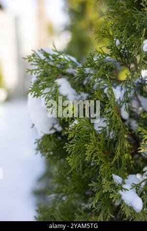 Gros plan de branches à feuilles persistantes avec des taches de neige lors d'une journée d'hiver brillante. Concept de nature hivernale et beauté saisonnière Banque D'Images