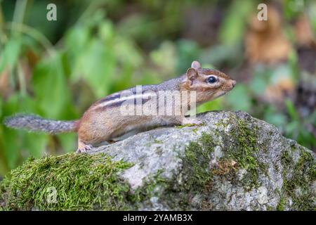 Vue latérale de Cute litte Eastern Chipmunk (Tamias striatus) comme il grimpe sur le rocher dans le jardin. Banque D'Images