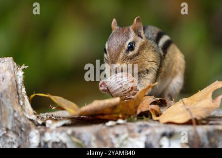 Cute litte Eastern Chipmunk (Tamias striatus) trouve un gland. Banque D'Images