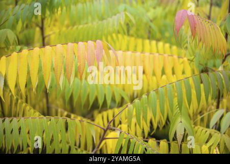 Feuilles colorées d'automne d'un arbre à vinaigre (Rhus typhina), taille normale, Bade-Wuertemberg, Allemagne, Europe Banque D'Images