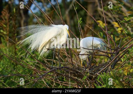 Deux grandes aigrettes (Ardea alba), dans le nid, printemps, Wakodahatchee Wetlands, Delray Beach, Floride, États-Unis, Amérique du Nord Banque D'Images