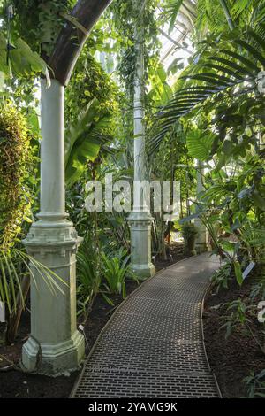 Étroit chemin incurvé fait de plaques de fer mène à travers une végétation tropicale luxuriante, serre historique, maison de palmiers, jardin botanique ou Botanisk Have, Uni Banque D'Images