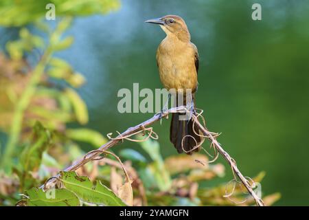 Grackle (Quiscalus quiscula), femelle assise sur une branche, printemps, Wakodahatchee Wetlands, Delray Beach, Floride, États-Unis, Amérique du Nord Banque D'Images