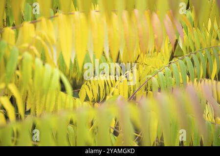 Feuilles colorées d'automne d'un arbre à vinaigre (Rhus typhina), taille normale, Bade-Wuertemberg, Allemagne, Europe Banque D'Images