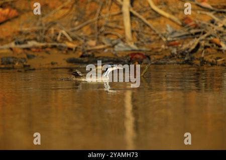 finch nain (Heliornis fulica) Pantanal Brésil Banque D'Images