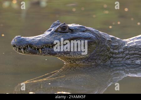 Caiman (Caimaninae), Alligator (Alligatoridae), Crocodile (Crocodylia), portrait animal, avec réflexion, Pantanal, intérieur des terres, zone humide, biosphère UNESCO Banque D'Images