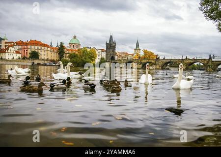 Cygnes et canards sur la rivière Vltava près du pont Charles à Prague, République tchèque, Europe Banque D'Images