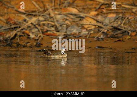 finch nain (Heliornis fulica) Pantanal Brésil Banque D'Images