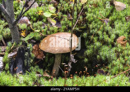 Vue rapprochée sur les champignons boletus unique en mousse verte en forêt Banque D'Images