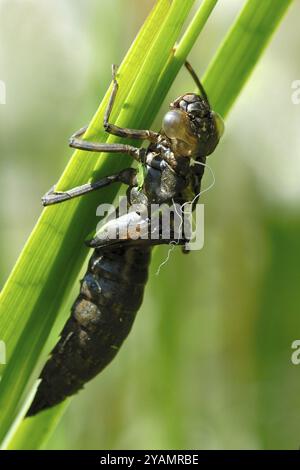 Exuvia, coquille de la teigne Southern Hawker Banque D'Images