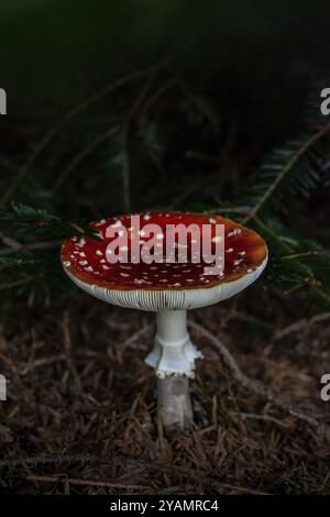 Un agarique de mouche rouge (Amanita muscaria) avec des points blancs se trouve dans la forêt sombre sur un sol mousselé entouré de branches de sapin, Nicklheim, Bavière, allemand Banque D'Images