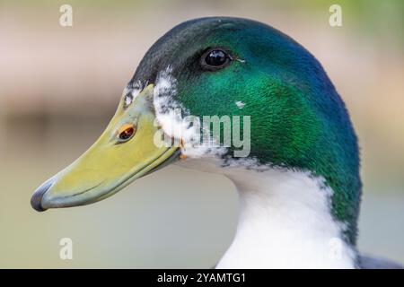 Vue rapprochée d'un colvert (Anas platyrhynchos) au Bird Island Park à Ponte Vedra Beach, Floride. (ÉTATS-UNIS) Banque D'Images