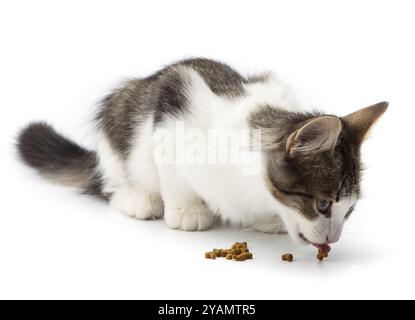 Un jeune chat mange de la nourriture sèche pour chat sur un fond blanc Banque D'Images