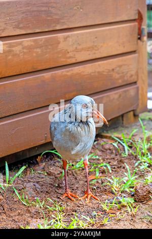 Le cagou, oiseau sans vol endémique de Nouvelle-Calédonie Banque D'Images