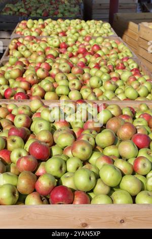 Les pommes rouges fraîchement cueillies se trouvent dans de grandes boîtes en bois sous le ciel ouvert. La récolte des pommes bat son plein à la ferme agricole Banque D'Images