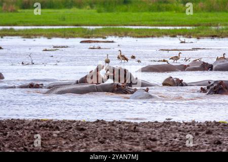 Hippopotames masculins combattant Banque D'Images