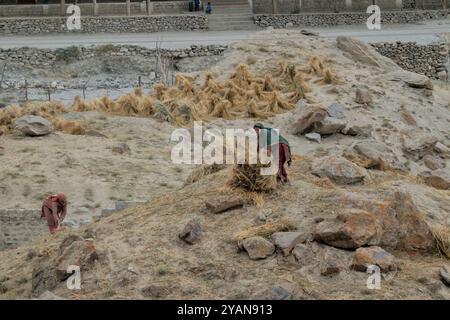 Récolte de blé dans la vallée de Hushe, Kanday, Baltistan, Pakistan Banque D'Images