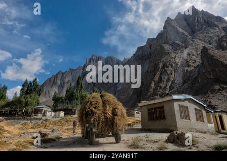 Récolte de blé dans la vallée de Hushe, Kanday, Baltistan, Pakistan Banque D'Images