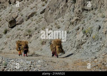 Récolte de blé dans la vallée de Hushe, Kanday, Baltistan, Pakistan Banque D'Images